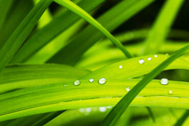 Raindrops on green lilium leaves - WWF05415