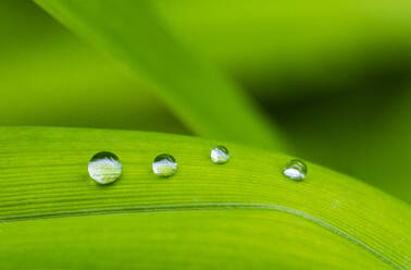 Regentropfen auf grünem Liliumblatt - WWF05418