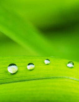 Regentropfen auf grünem Liliumblatt - WWF05419