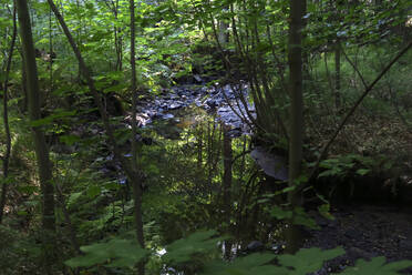 Forest stream at dusk - JTF01623