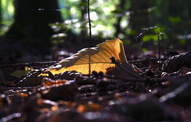 Leaf lying on forest floor - JTF01625