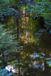 Forest stream at dusk - JTF01626