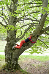 Smiling woman relaxing on beech tree branch in forest - ECPF01011