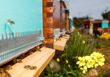 Nahaufnahme eines neuen hölzernen Wabenkastens mit Bienen im Bienenstock an einem sonnigen Sommertag - ADSF13506