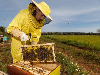 Imkerin im gelben Schutzanzug bei der Entnahme von Wabenrahmen aus dem Bienenstock bei der Arbeit im Bienenhaus an einem sonnigen Sommertag - ADSF13508