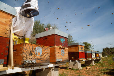 Männlicher Imker in weißer Arbeitsschutzkleidung, der eine Wabe mit Bienen hält, während er im Bienenstock Honig sammelt - ADSF13512