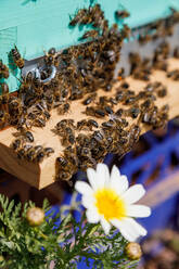 Wabenrahmen in einer Holzkiste mit Bienen bei der Honigernte in einem Bienenstock in der Nähe einer weißen und gelben Gänseblümchenblüte - ADSF13515