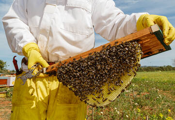 Unbekannter männlicher Imker in weißer Arbeitsschutzkleidung, der eine Wabe mit Bienen hält, während er im Bienenstock Honig sammelt - ADSF13518