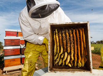 Männlicher Imker in weißer Arbeitsschutzkleidung, der eine Wabe mit Bienen hält, während er im Bienenstock Honig sammelt - ADSF13520