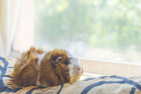 Nahaufnahme eines süßen Meerschweinchens, das sich zu Hause auf dem Bett am Fenster ausruht - SKCF00679