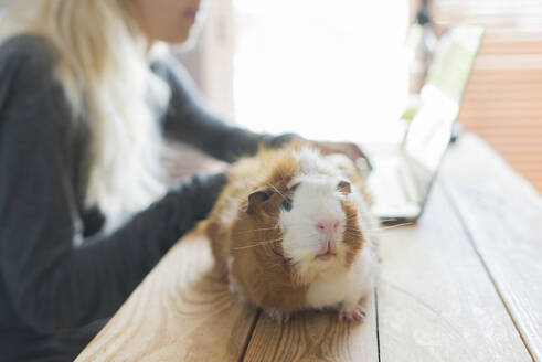 Nahaufnahme eines Meerschweinchens auf dem Tisch gegenüber einer Frau, die zu Hause einen Laptop benutzt - SKCF00683