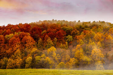 Wald mit Herbstfarben im Nebel - ADSF13660