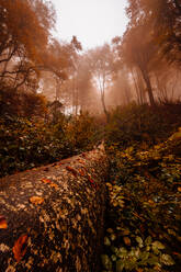 Trunk fiel auf einem Herbst Wald mit roten Farben unter Nebel - ADSF13661