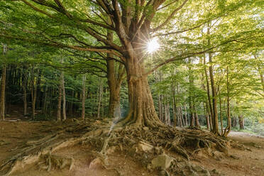 Baum in der Mitte des Waldes mit der Sonne im Hintergrund - ADSF13663