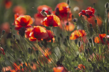 Poppy field - ASCF01429