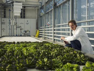 Scientist with tablet examining lettuce in a greenhouse - JOSEF01607