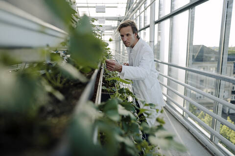 Wissenschaftlerin in einem Gewächshaus bei der Untersuchung von Pflanzen, lizenzfreies Stockfoto