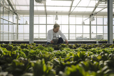 Scientist with tablet examining lettuce in a greenhouse - JOSEF01620