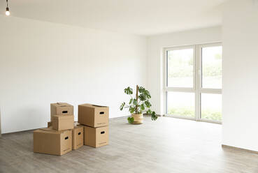 Cardboard boxes with monstera deliciosa on floor against white wall in new house - MJFKF00544