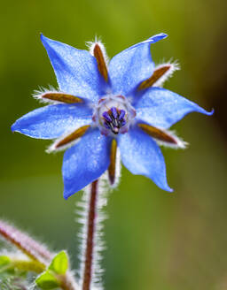 Sternblume (Borago officinalis) blüht im Frühjahr - WWF05420