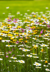 Blühende Ochsenaugen (Leucanthemum vulgare) auf einer Frühlingswiese - WWF05422