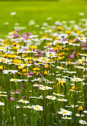 Oxeye daisies (Leucanthemum vulgare) blooming in springtime meadow - WWF05422