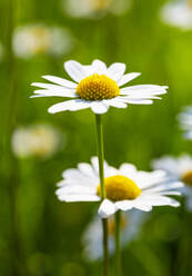 Ochsenaugen (Leucanthemum vulgare) blühen im Frühjahr - WWF05423