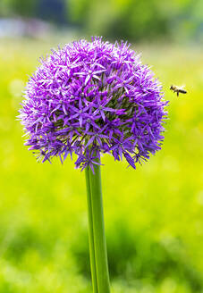 Biene fliegt auf eine rosa blühende Amaryllisblüte (Allium aflatunense) zu - WWF05425