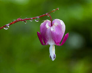 Blühendes Herz (Lamprocapnos spectabilis), bedeckt mit Regentropfen - WWF05426