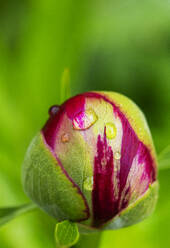 Regentropfen auf einer knospenden Pfingstrose (Paeonia officinalis) - WWF05429
