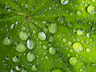 Grünes Blatt bedeckt mit Regentropfen - WWF05430