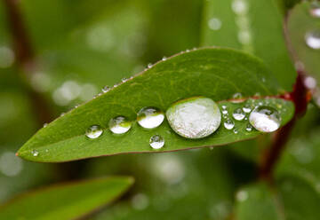 Regentropfen auf dem grünen Blatt des Johanniskrauts (Hypericum perforatum) - WWF05431