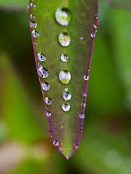 Raindrops on green leaf of Saint Johns wort (Hypericum perforatum) - WWF05432