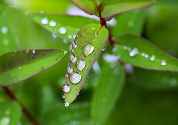 Raindrops on green leaf of Saint Johns wort (Hypericum perforatum) - WWF05433