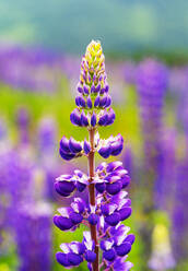 Violette Lupine blüht im Frühling - WWF05434