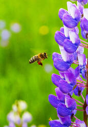 Honigbiene fliegt zur blühenden Lupine - WWF05435