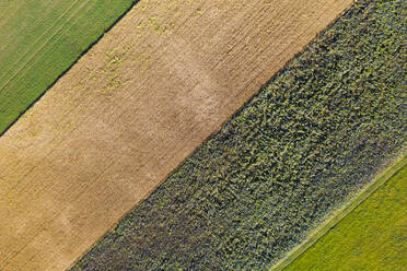 Aerial view of wheat and sunflower fields in summer - WDF06257