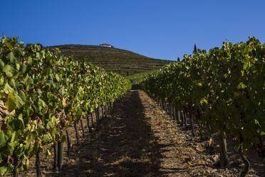 Weinberg im Sommer - NGF00640