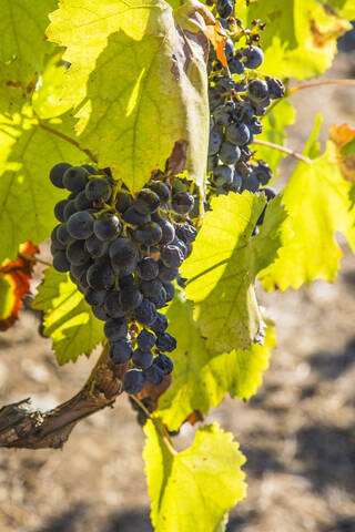 Grapes growing in vineyard stock photo