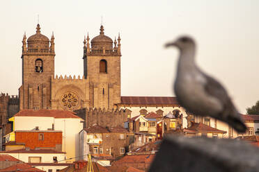 Portugal, Porto District, Porto, Porto Cathedral at dusk with dove perching in foreground - NGF00653