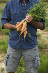 Älterer Mann hält ein Bündel Karotten in der Hand, während er auf einem Bauernhof steht - MAEF13002