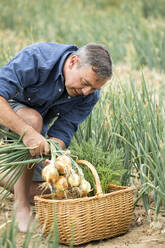 Bauer sammelt Zwiebeln in einem Korb, während er auf dem Hof sitzt - MAEF13004