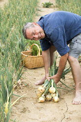 Smiling farmer harvesting organic onion from farm - MAEF13005