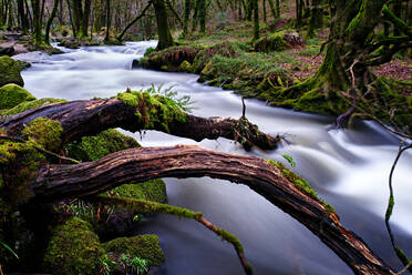 Gefallener Baumstamm im Fluss, lange Belichtung - CAVF88598