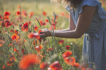 Junge Frau, die eine Blume hält, während sie in einem Mohnfeld steht - ASCF01456