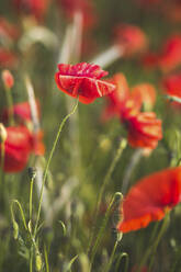 Red poppy flower field in sunlight - ASCF01460