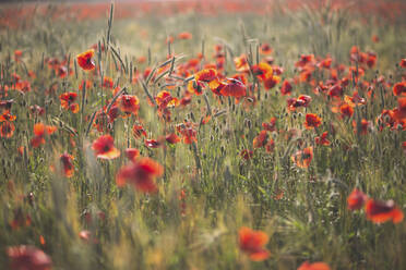 Blossom poppy field in sunlight - ASCF01466