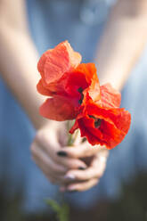 Nahaufnahme einer Frau, die eine rot blühende Mohnblume in der Hand hält - ASCF01476