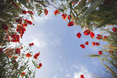 Feld mit Mohnblumen gegen den klaren Himmel - ASCF01482