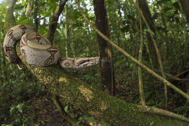 Boa constrictor hängt an einem moosbewachsenen Baum im Wald - ADSF13904